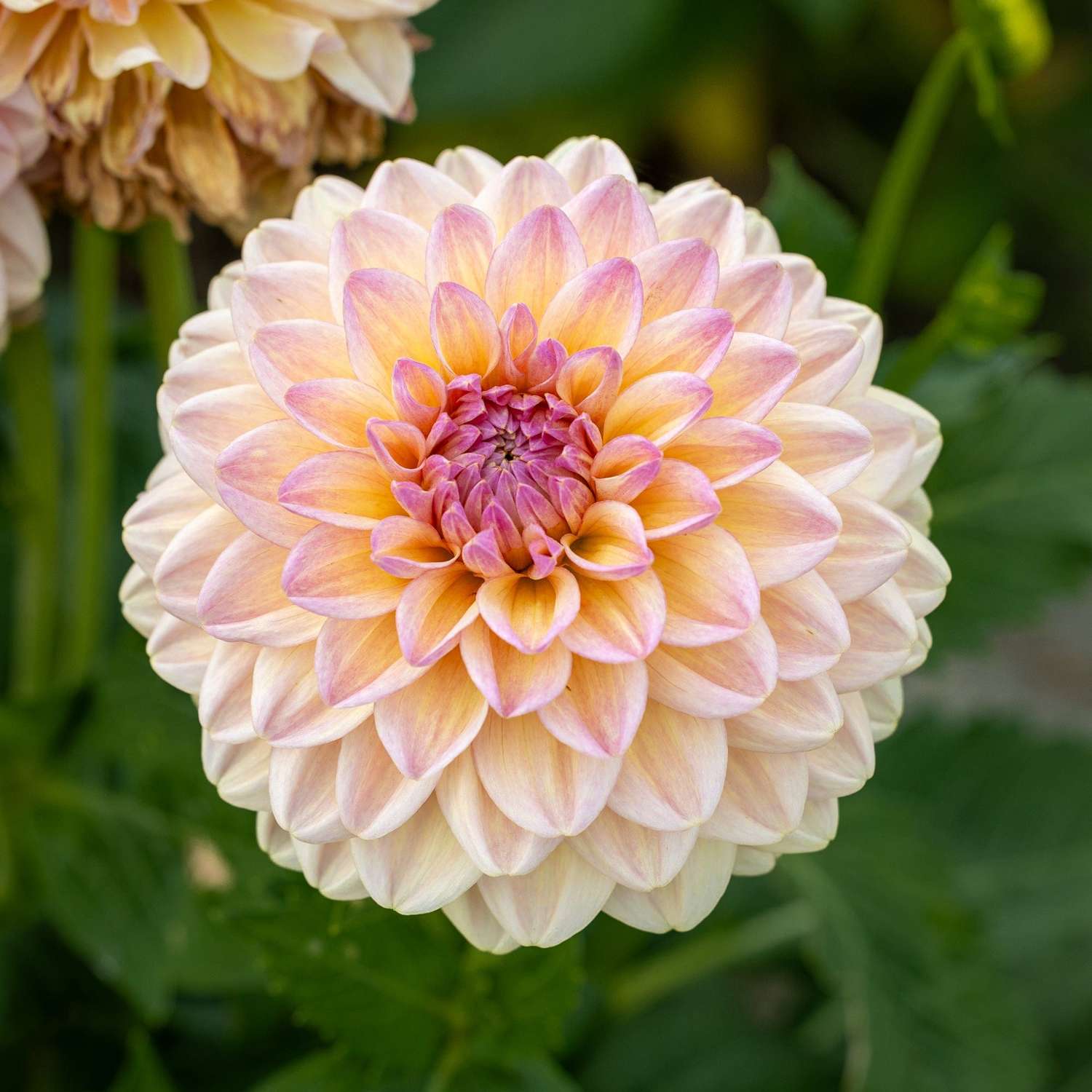 Dahlie 'Maya'